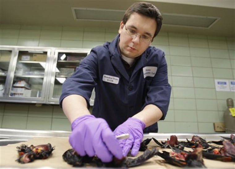 Assistant State Veterinarian Dr. Brandon Doss examines dead red-winged blackbirds at the Arkansas Livestock and Poultry Commission Diagnostic Laboratory in Little Rock, Ark., on Monday. 